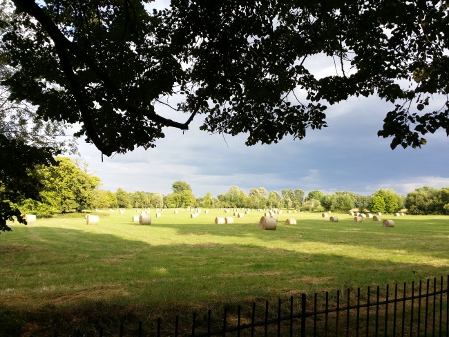 Cattle grazing in a church meadow.