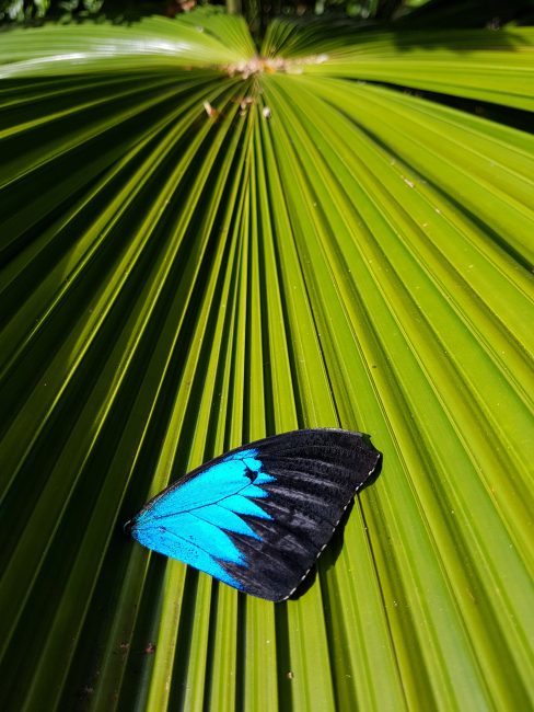 Queensland Ulysses butterfly