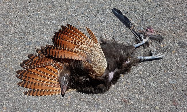 Pheasant coucal, North Queensland