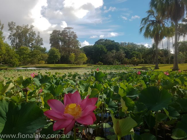 Townsville Botanic Gardens - lotus lillies in bloom